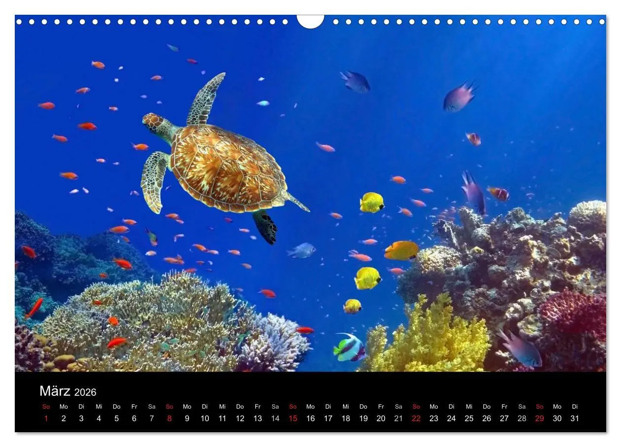 Bild: 9783516057485 | Riffleben - Einfach mal abtauchen (Wandkalender 2026 DIN A3 quer),...