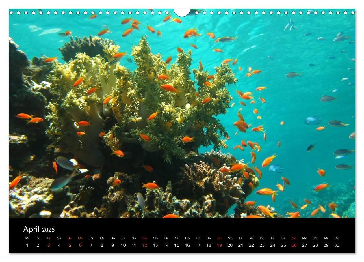 Bild: 9783516057485 | Riffleben - Einfach mal abtauchen (Wandkalender 2026 DIN A3 quer),...