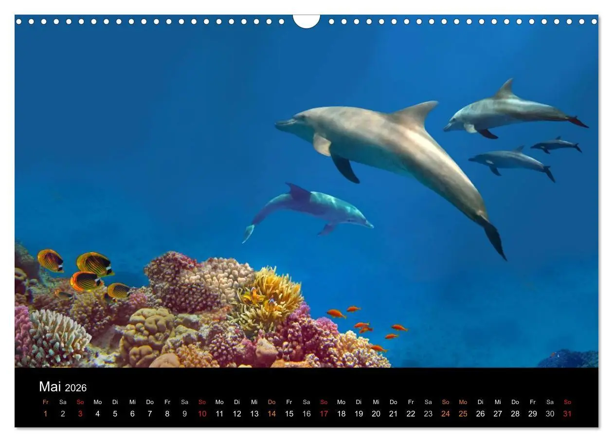 Bild: 9783516057485 | Riffleben - Einfach mal abtauchen (Wandkalender 2026 DIN A3 quer),...