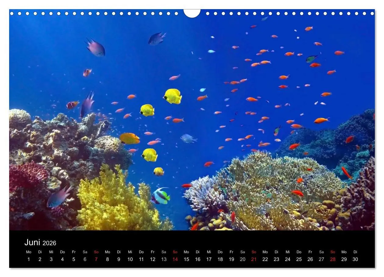 Bild: 9783516057485 | Riffleben - Einfach mal abtauchen (Wandkalender 2026 DIN A3 quer),...
