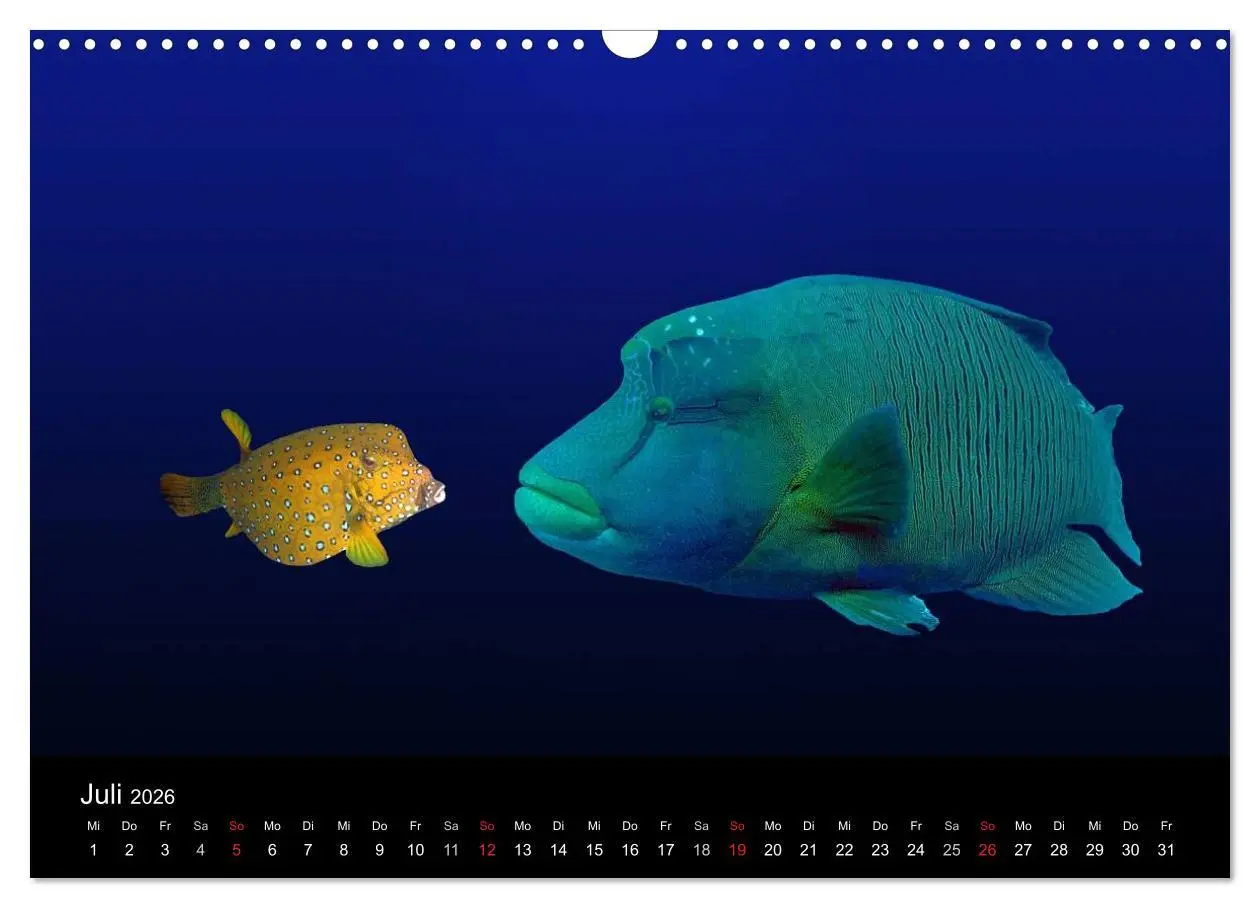 Bild: 9783516057485 | Riffleben - Einfach mal abtauchen (Wandkalender 2026 DIN A3 quer),...