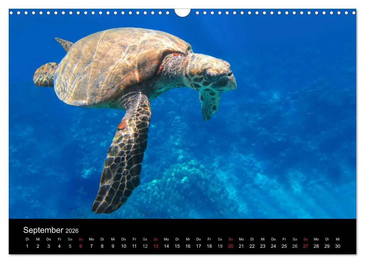 Bild: 9783516057485 | Riffleben - Einfach mal abtauchen (Wandkalender 2026 DIN A3 quer),...