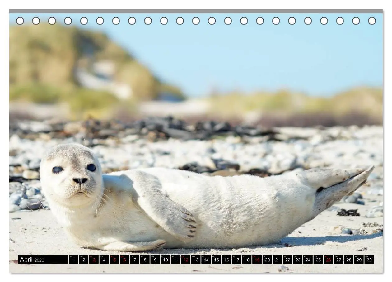 Bild: 9783457957585 | Robben an der Nordsee (Tischkalender 2026 DIN A5 quer), CALVENDO...
