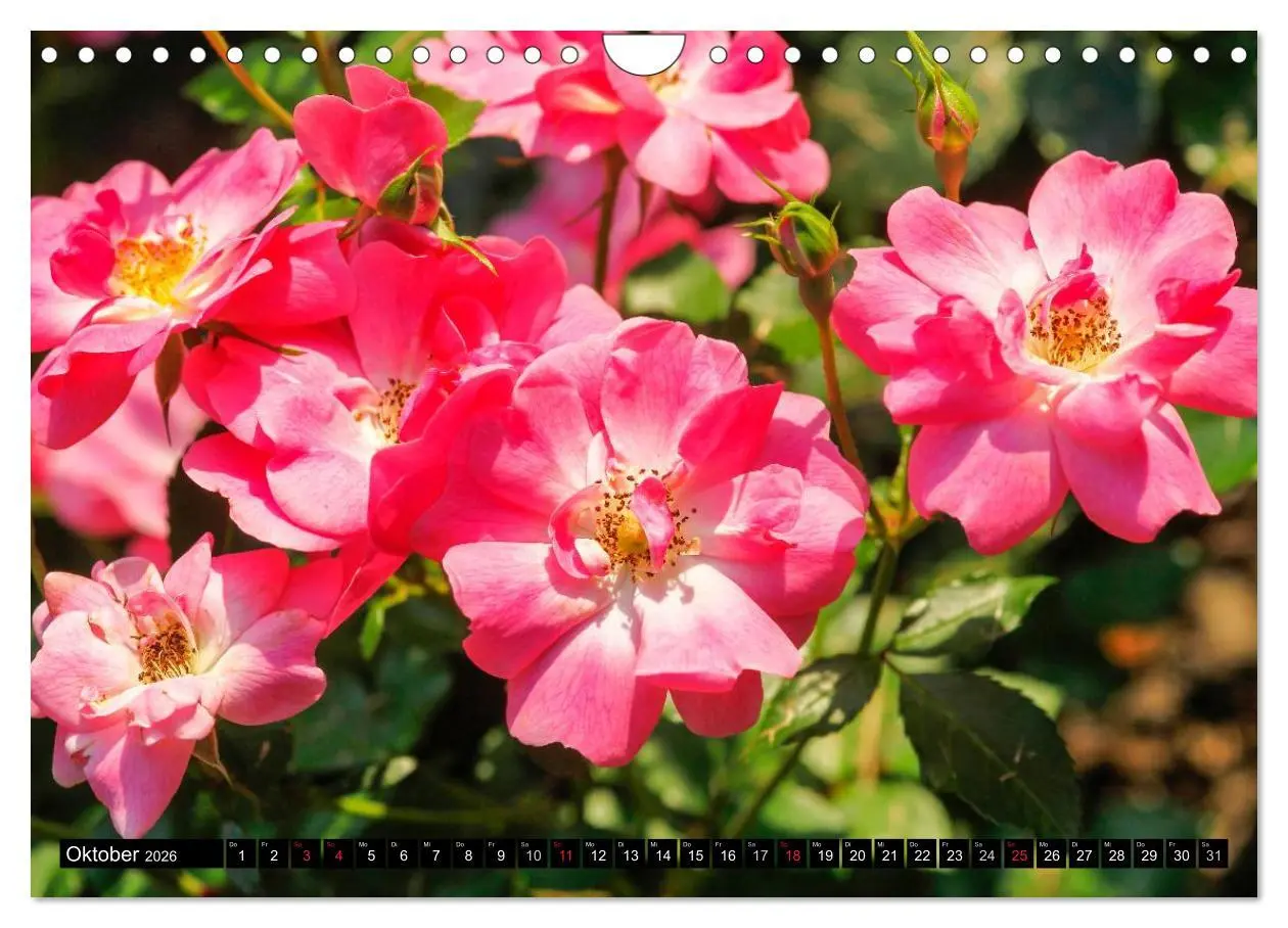 Bild: 9783516117585 | Rosen natürlich schön (Wandkalender 2026 DIN A4 quer), CALVENDO...