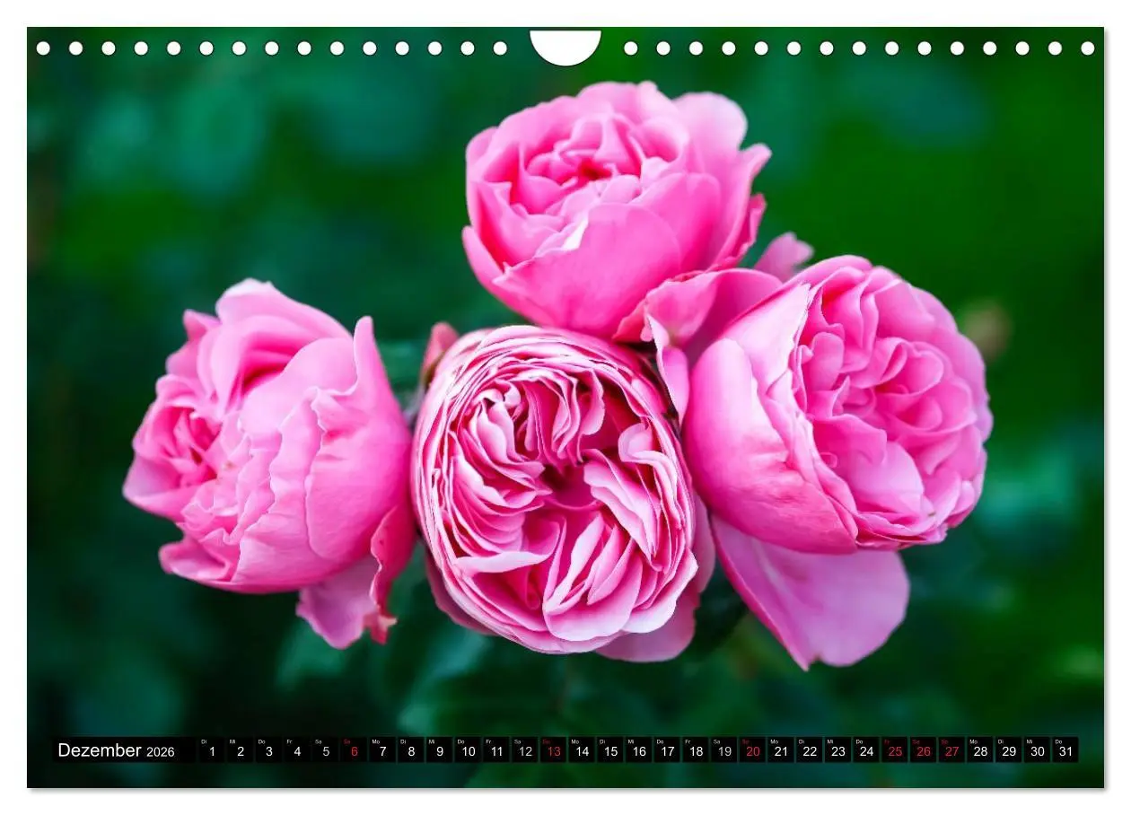 Bild: 9783516117585 | Rosen natürlich schön (Wandkalender 2026 DIN A4 quer), CALVENDO...