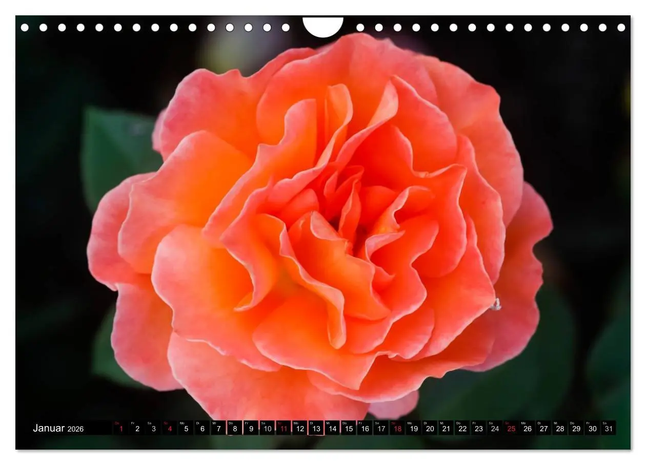 Bild: 9783516117585 | Rosen natürlich schön (Wandkalender 2026 DIN A4 quer), CALVENDO...
