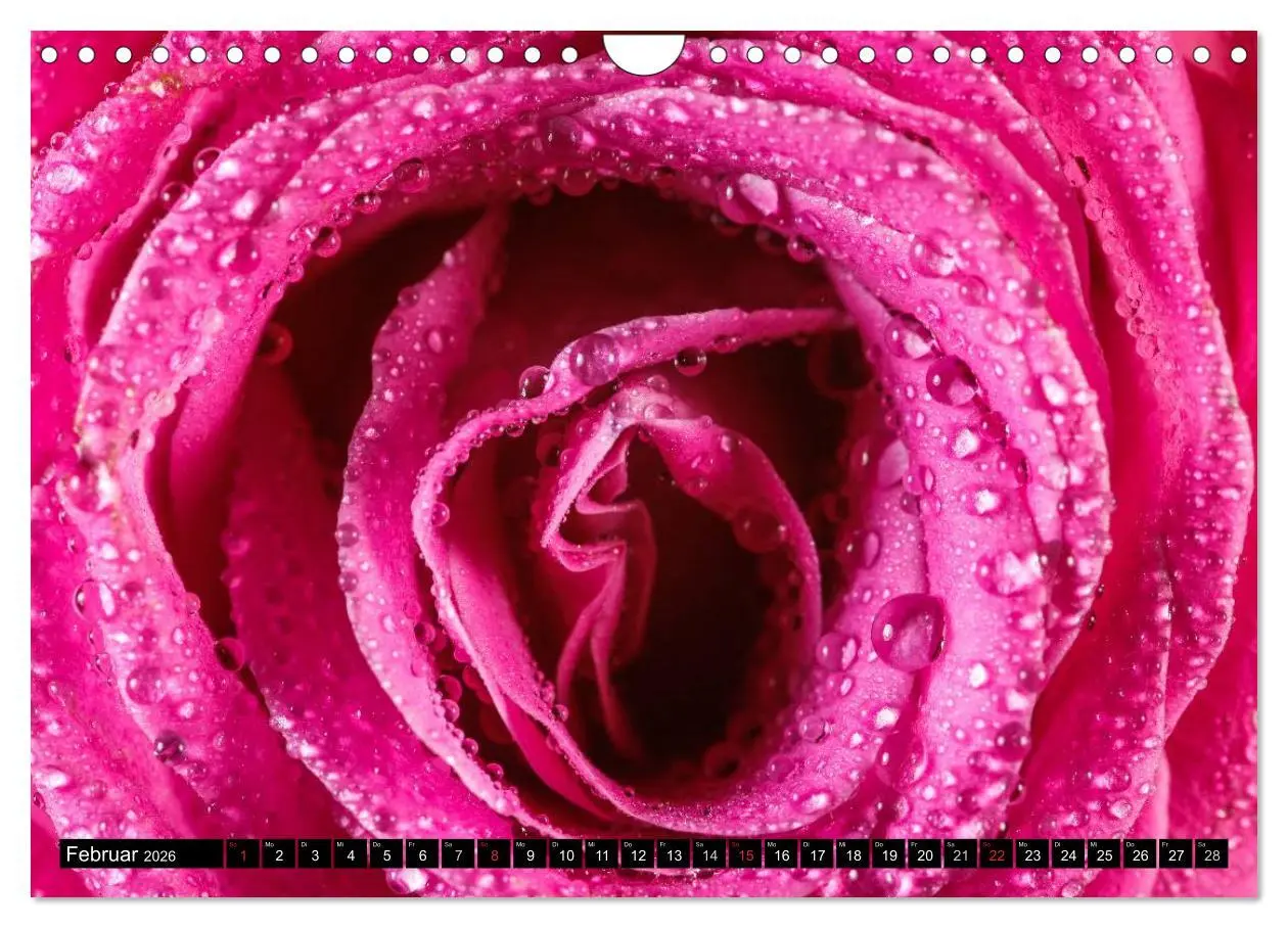 Bild: 9783516117585 | Rosen natürlich schön (Wandkalender 2026 DIN A4 quer), CALVENDO...
