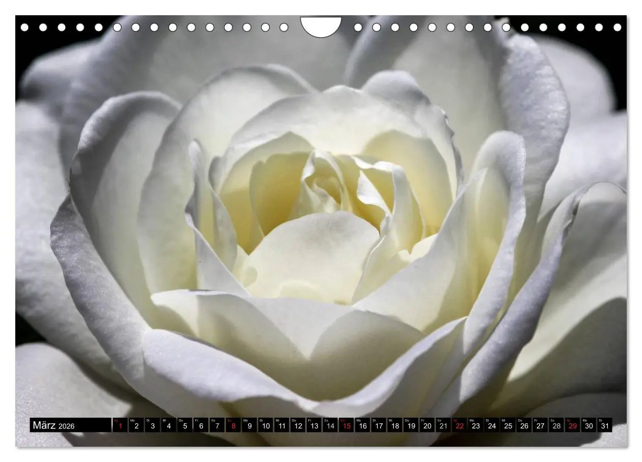 Bild: 9783516117585 | Rosen natürlich schön (Wandkalender 2026 DIN A4 quer), CALVENDO...