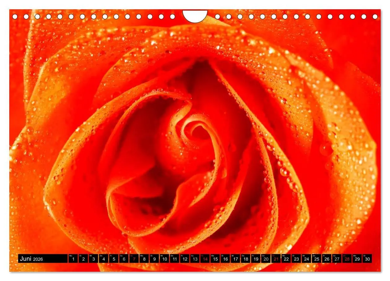Bild: 9783516117585 | Rosen natürlich schön (Wandkalender 2026 DIN A4 quer), CALVENDO...
