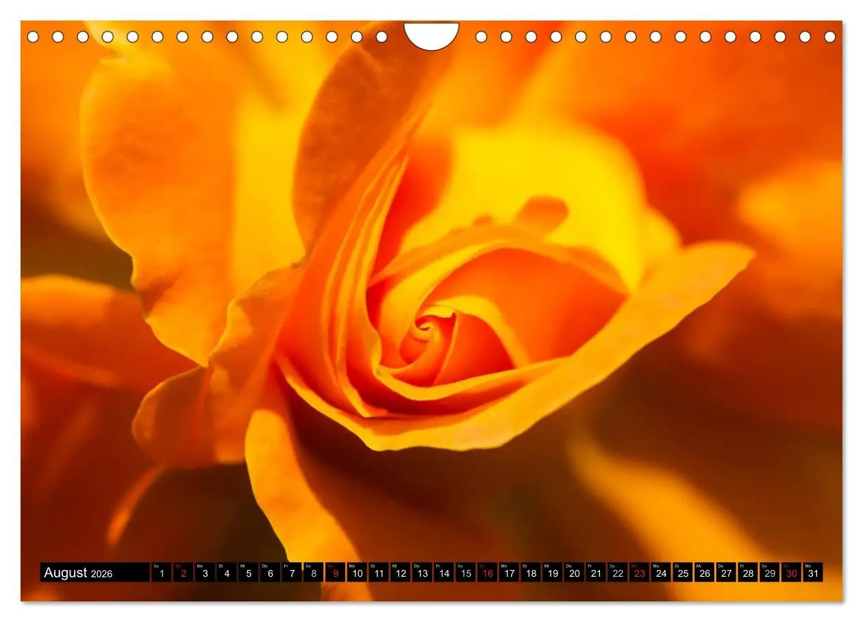 Bild: 9783516117585 | Rosen natürlich schön (Wandkalender 2026 DIN A4 quer), CALVENDO...