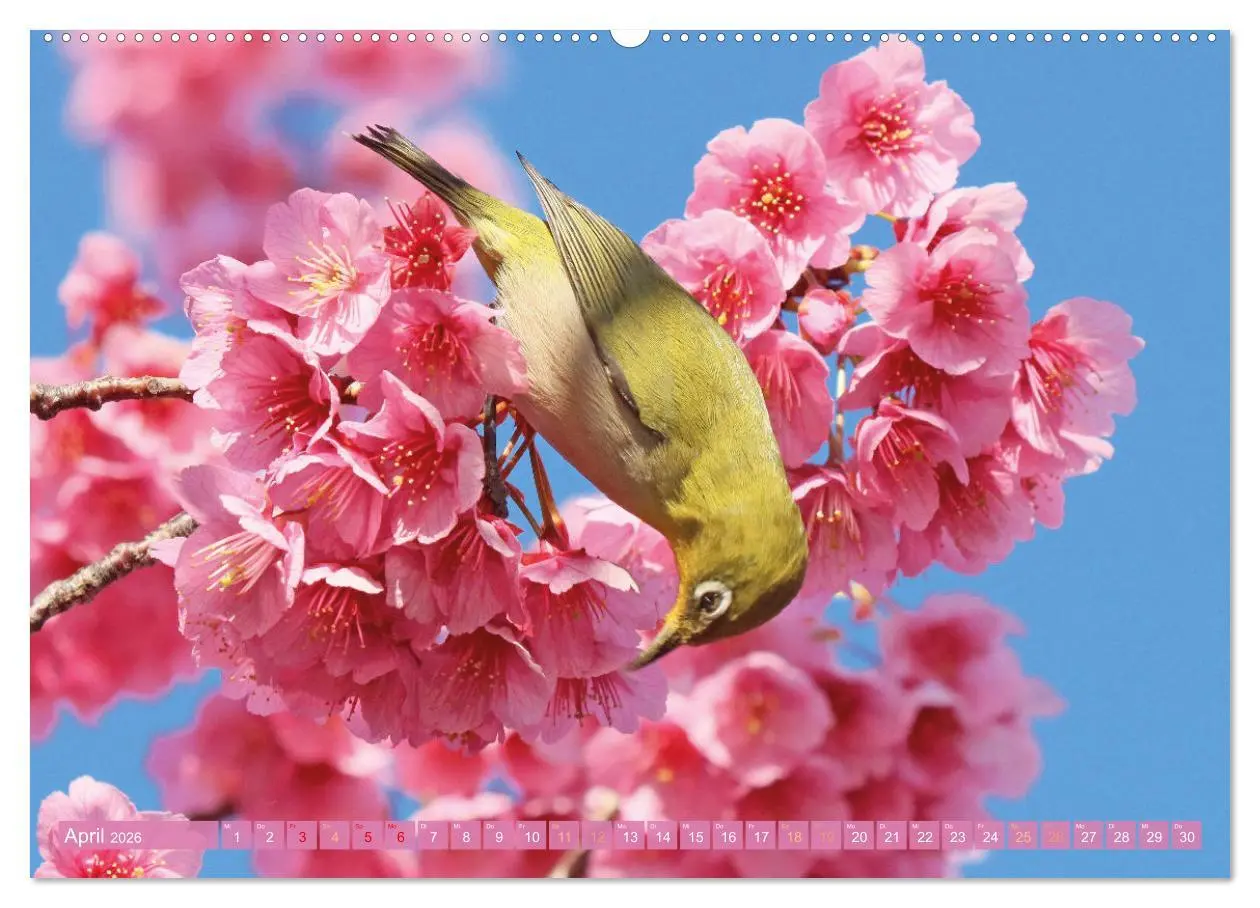 Bild: 9783516597585 | Meditationen im Zen-Garten (Wandkalender 2026 DIN A2 quer),...