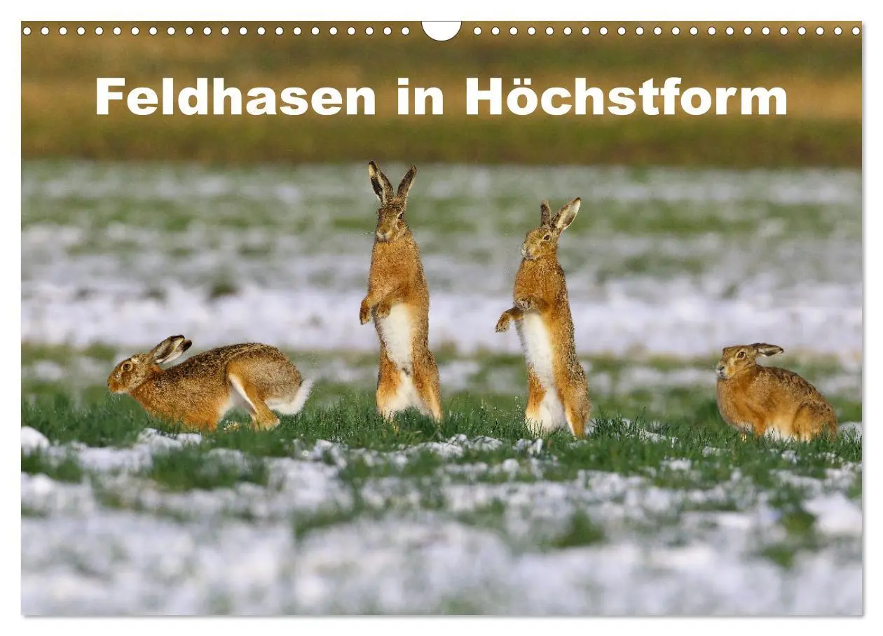 Cover: 9783457567685 | Feldhasen in Höchstform (Wandkalender 2026 DIN A3 quer), CALVENDO...