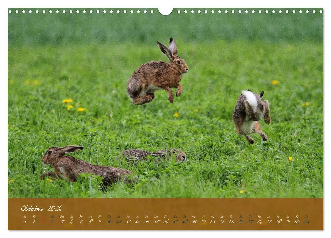 Bild: 9783457567685 | Feldhasen in Höchstform (Wandkalender 2026 DIN A3 quer), CALVENDO...