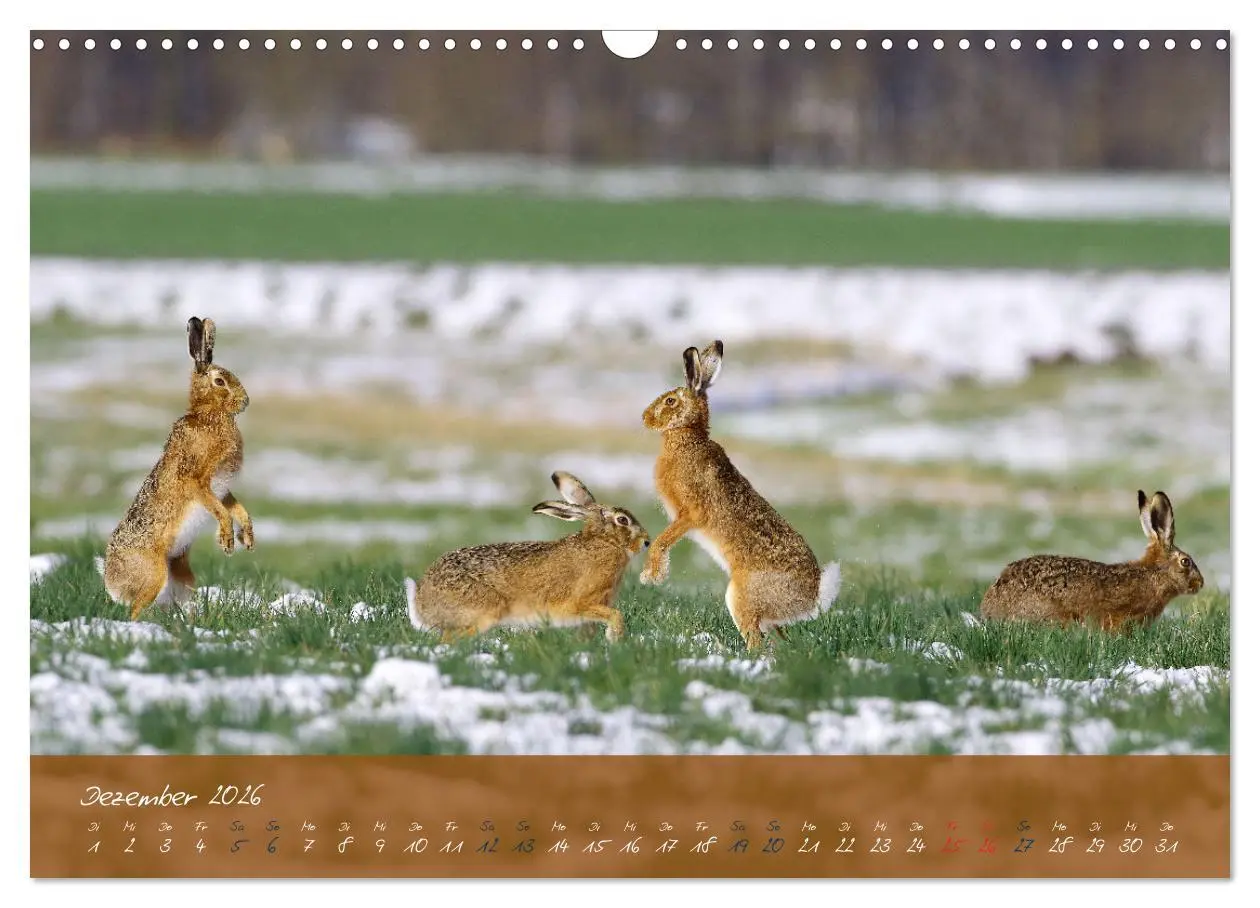 Bild: 9783457567685 | Feldhasen in Höchstform (Wandkalender 2026 DIN A3 quer), CALVENDO...