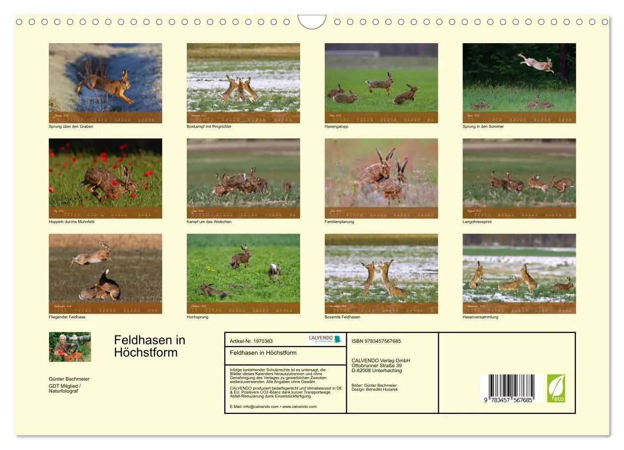 Bild: 9783457567685 | Feldhasen in Höchstform (Wandkalender 2026 DIN A3 quer), CALVENDO...