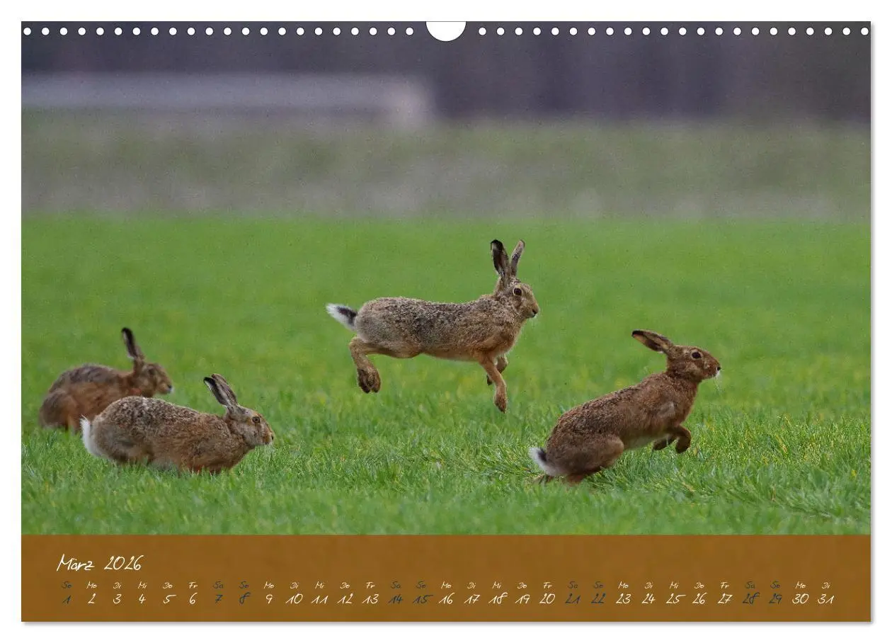 Bild: 9783457567685 | Feldhasen in Höchstform (Wandkalender 2026 DIN A3 quer), CALVENDO...