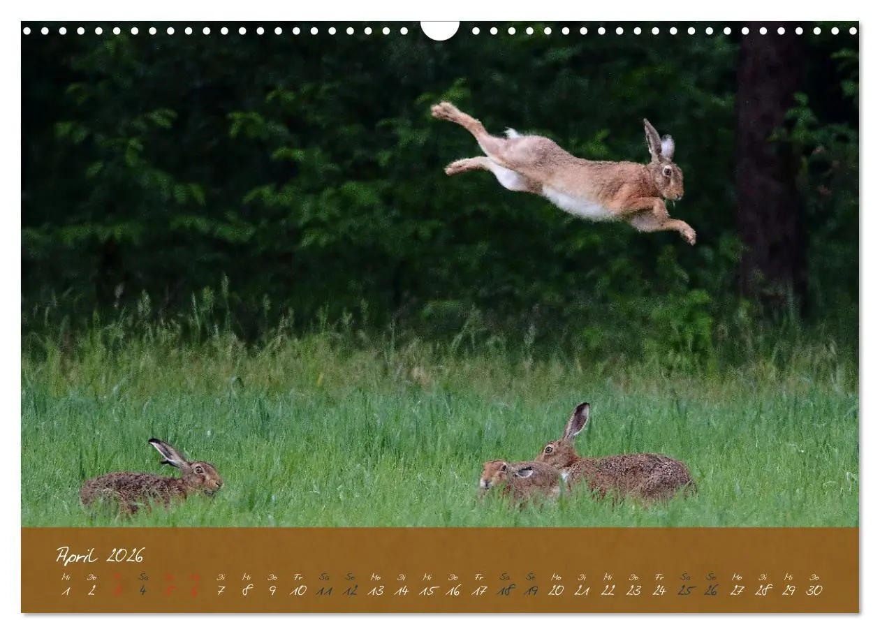 Bild: 9783457567685 | Feldhasen in Höchstform (Wandkalender 2026 DIN A3 quer), CALVENDO...