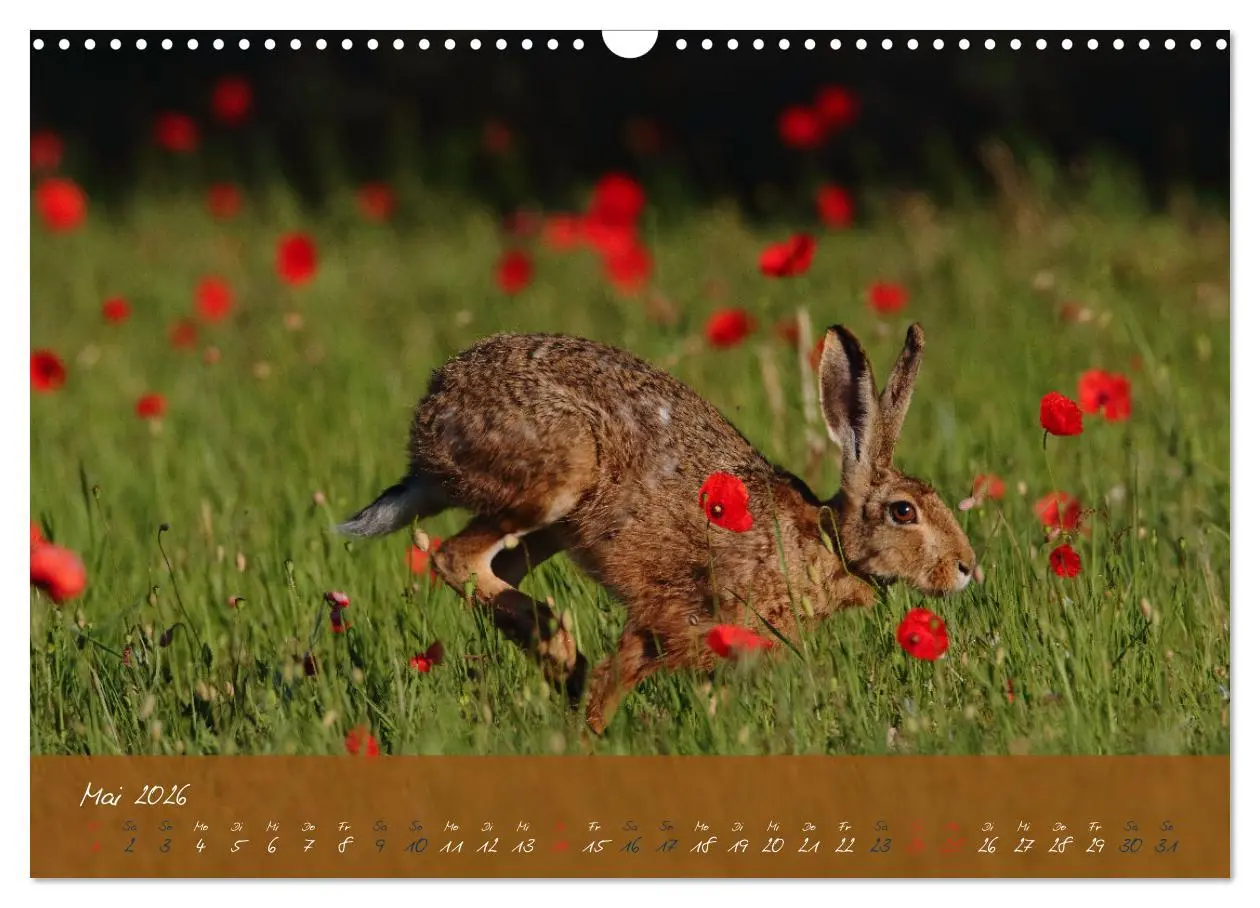 Bild: 9783457567685 | Feldhasen in Höchstform (Wandkalender 2026 DIN A3 quer), CALVENDO...
