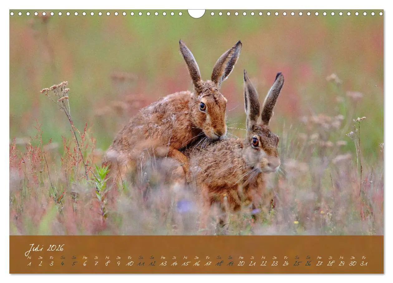 Bild: 9783457567685 | Feldhasen in Höchstform (Wandkalender 2026 DIN A3 quer), CALVENDO...