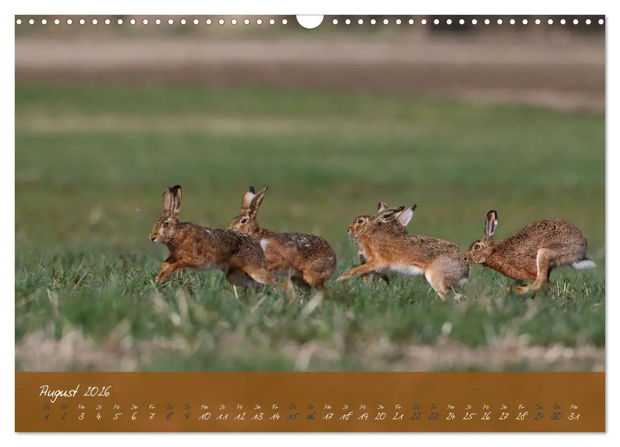Bild: 9783457567685 | Feldhasen in Höchstform (Wandkalender 2026 DIN A3 quer), CALVENDO...