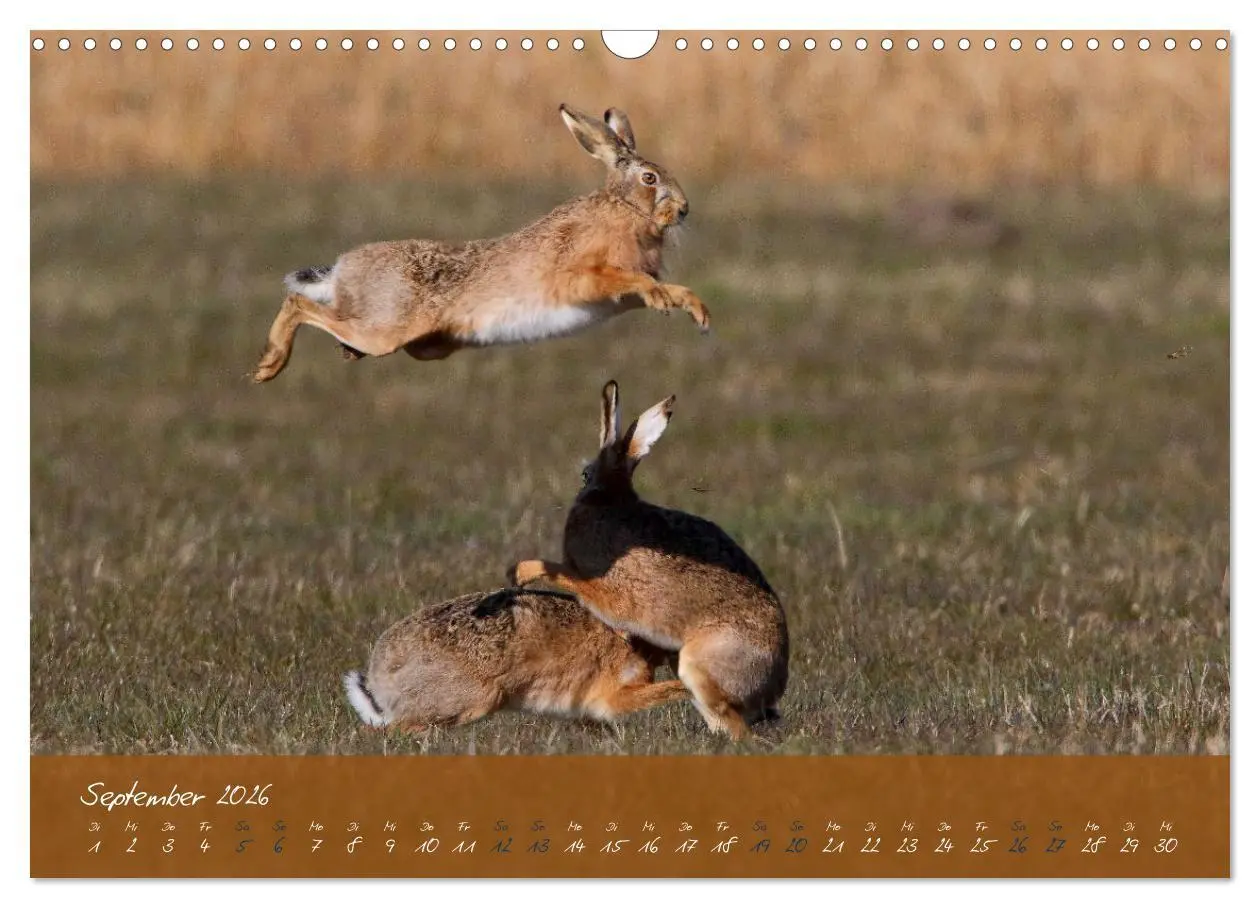 Bild: 9783457567685 | Feldhasen in Höchstform (Wandkalender 2026 DIN A3 quer), CALVENDO...