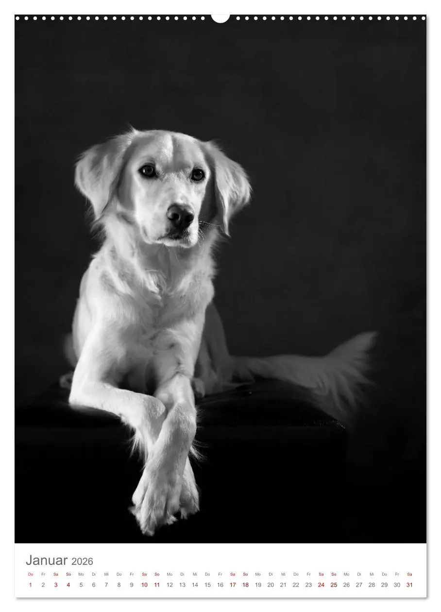 Bild: 9783516417685 | Fine Art Hundeportraits (hochwertiger Premium Wandkalender 2026 DIN...