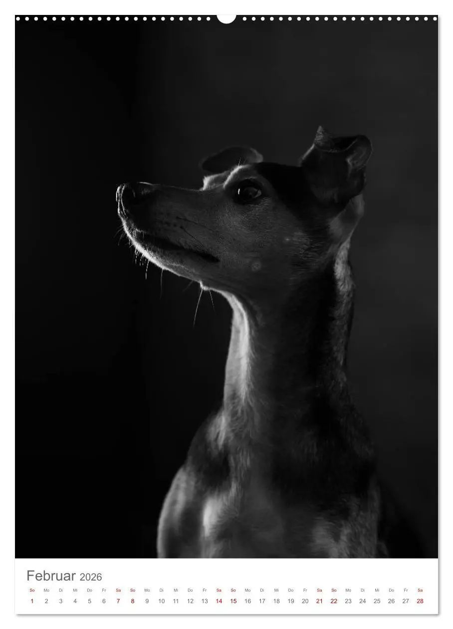 Bild: 9783516417685 | Fine Art Hundeportraits (hochwertiger Premium Wandkalender 2026 DIN...