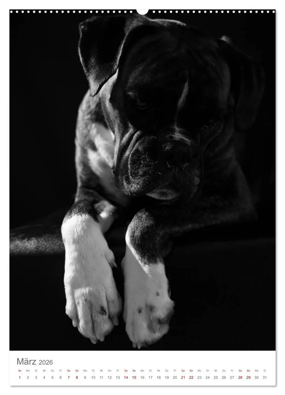 Bild: 9783516417685 | Fine Art Hundeportraits (hochwertiger Premium Wandkalender 2026 DIN...