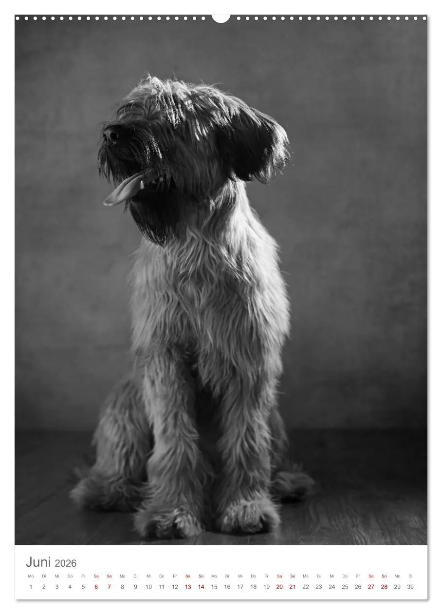 Bild: 9783516417685 | Fine Art Hundeportraits (hochwertiger Premium Wandkalender 2026 DIN...