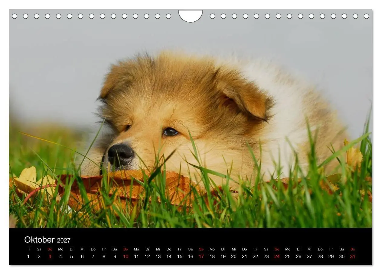 Bild: 9783594187685 | Faszination Collie 2027 (Wandkalender 2027 DIN A4 quer), CALVENDO...