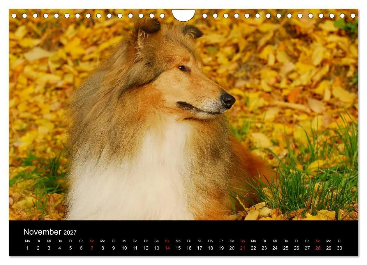 Bild: 9783594187685 | Faszination Collie 2027 (Wandkalender 2027 DIN A4 quer), CALVENDO...