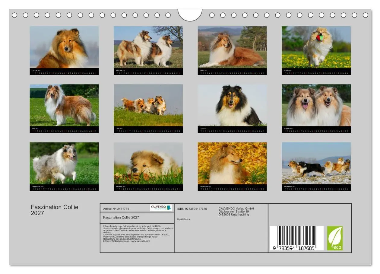 Bild: 9783594187685 | Faszination Collie 2027 (Wandkalender 2027 DIN A4 quer), CALVENDO...