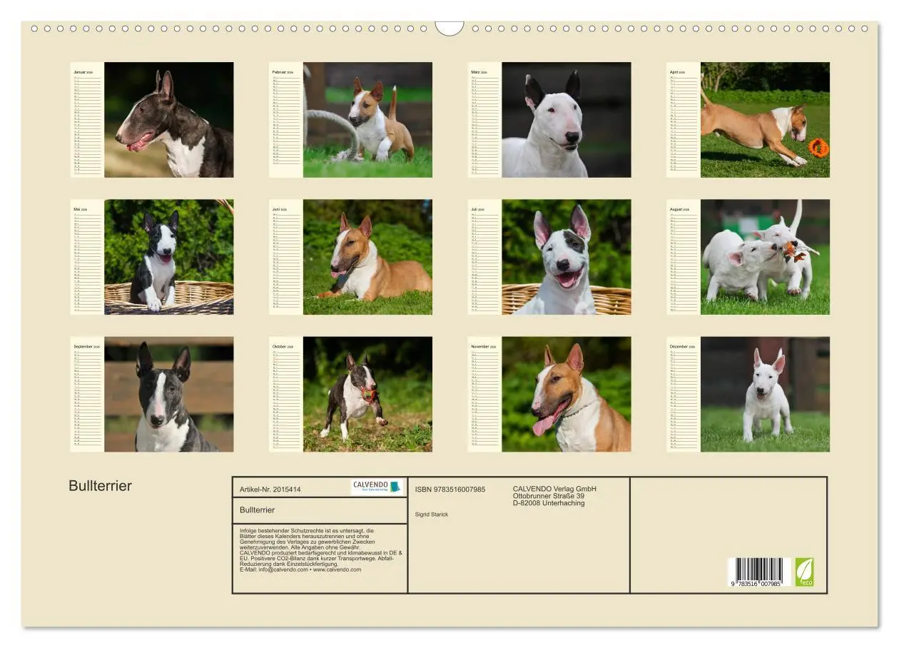 Bild: 9783516007985 | Bullterrier (Wandkalender 2026 DIN A2 quer), CALVENDO Monatskalender