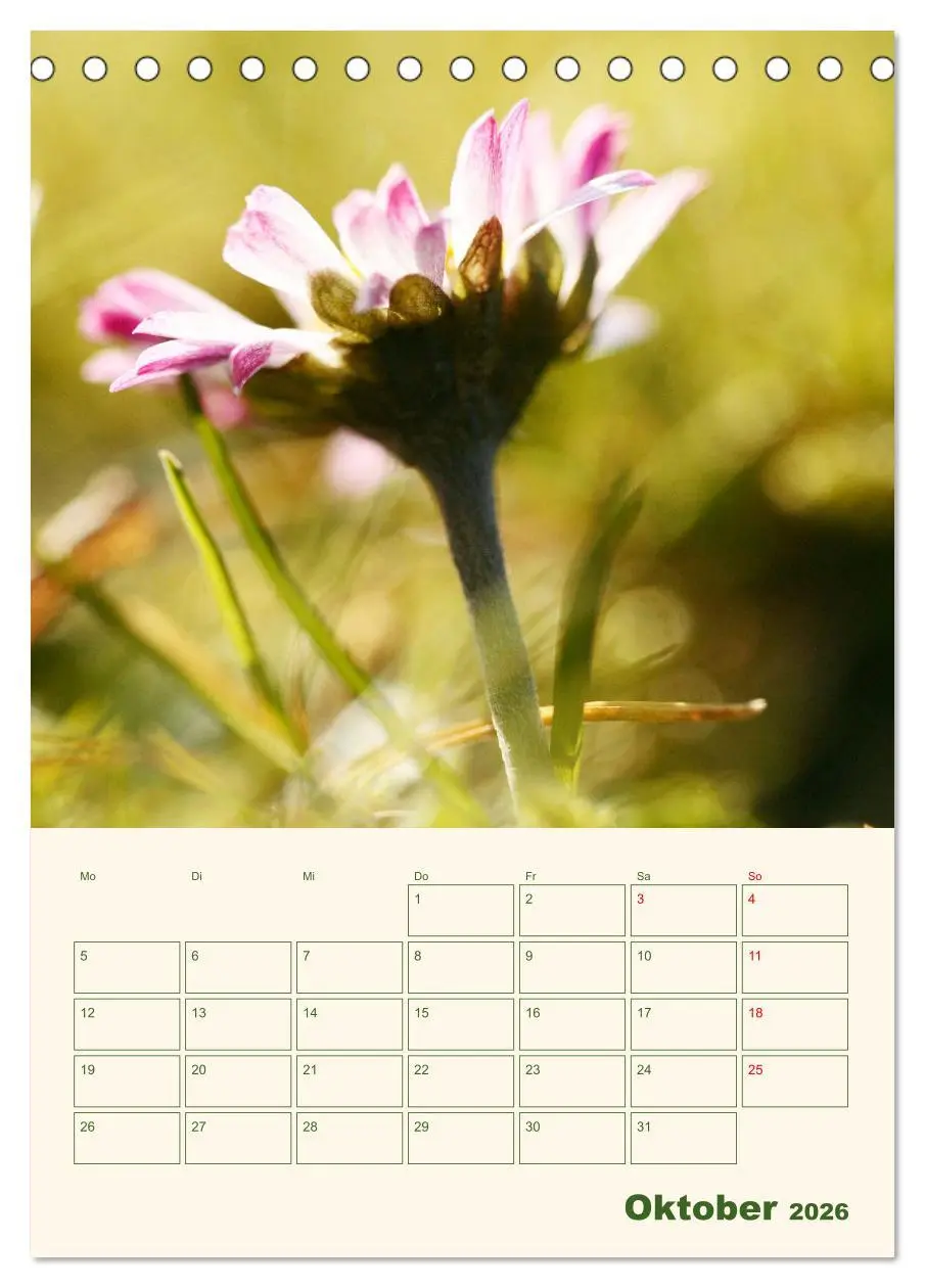 Bild: 9783516368185 | Verträumte Gänseblümchen (Tischkalender 2026 DIN A5 hoch), CALVENDO...