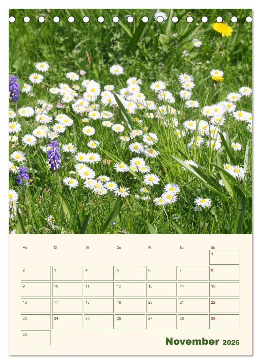 Bild: 9783516368185 | Verträumte Gänseblümchen (Tischkalender 2026 DIN A5 hoch), CALVENDO...