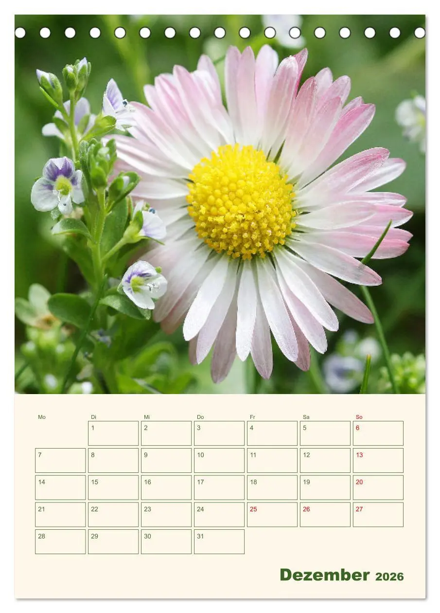 Bild: 9783516368185 | Verträumte Gänseblümchen (Tischkalender 2026 DIN A5 hoch), CALVENDO...