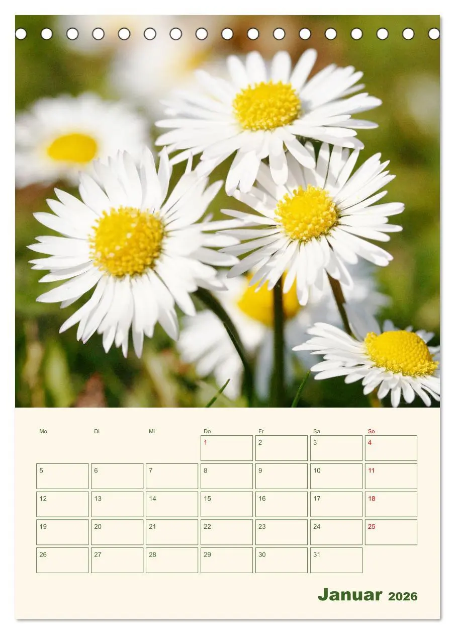 Bild: 9783516368185 | Verträumte Gänseblümchen (Tischkalender 2026 DIN A5 hoch), CALVENDO...