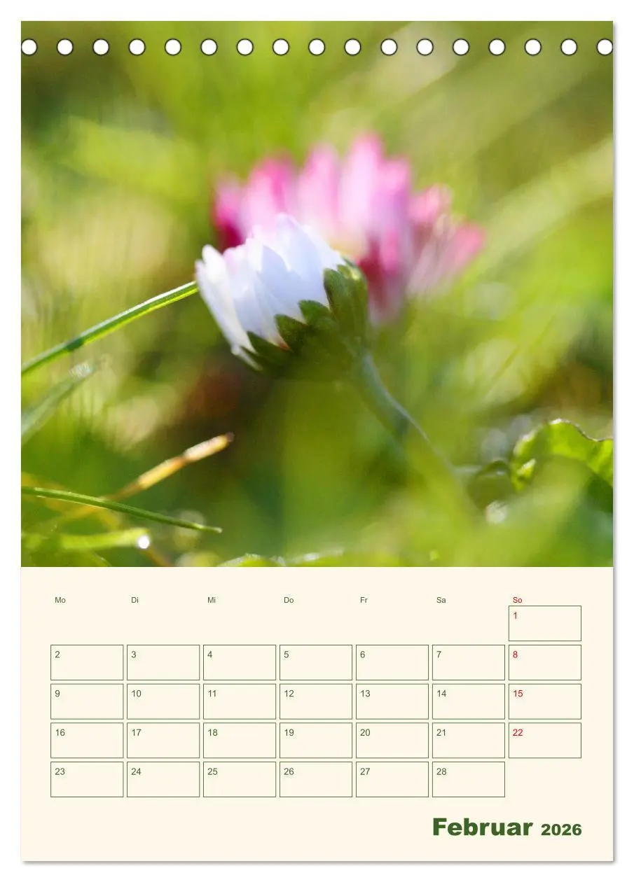 Bild: 9783516368185 | Verträumte Gänseblümchen (Tischkalender 2026 DIN A5 hoch), CALVENDO...