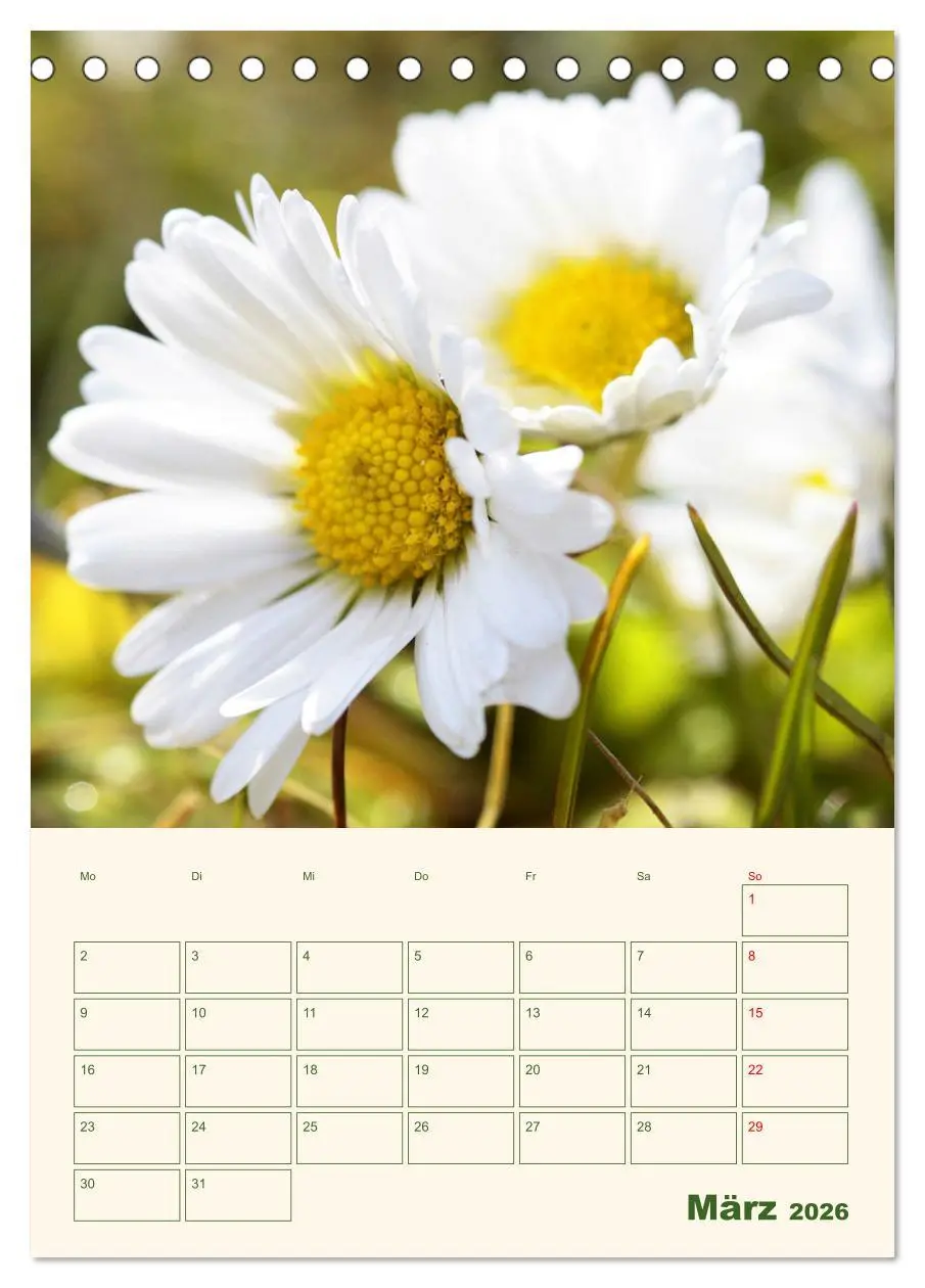 Bild: 9783516368185 | Verträumte Gänseblümchen (Tischkalender 2026 DIN A5 hoch), CALVENDO...