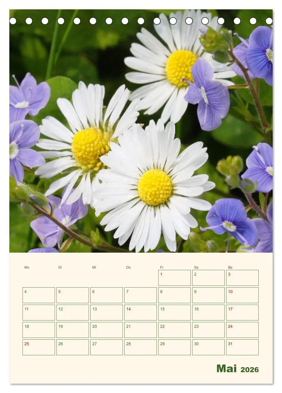 Bild: 9783516368185 | Verträumte Gänseblümchen (Tischkalender 2026 DIN A5 hoch), CALVENDO...
