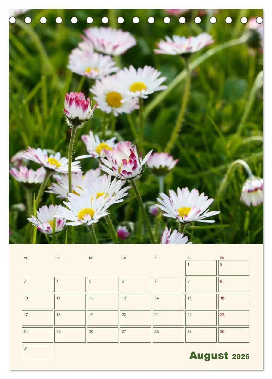 Bild: 9783516368185 | Verträumte Gänseblümchen (Tischkalender 2026 DIN A5 hoch), CALVENDO...