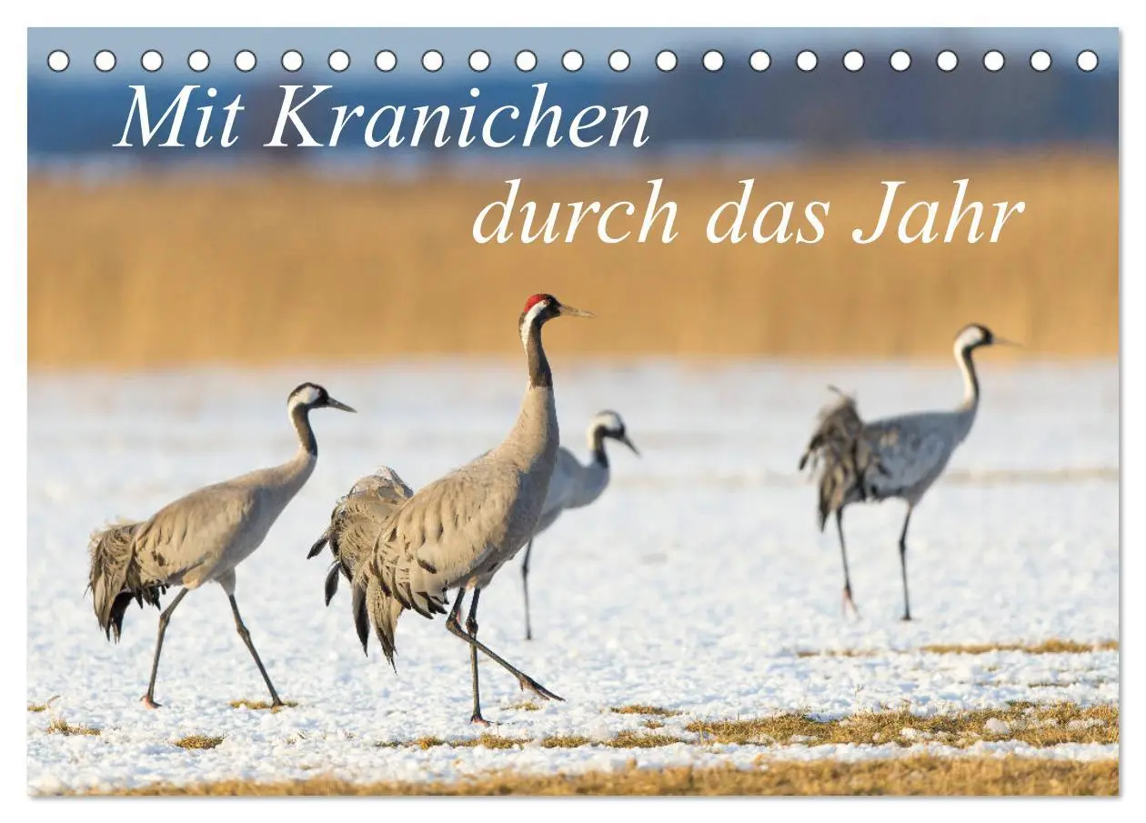 Cover: 9783457888285 | Mit Kranichen durch das Jahr (Tischkalender 2026 DIN A5 quer),...