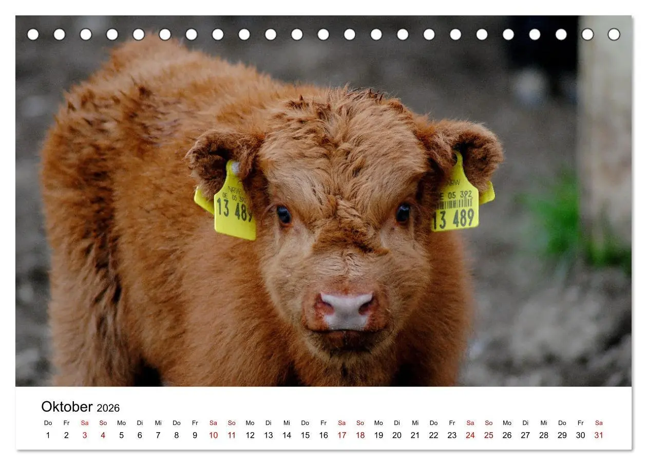 Bild: 9783457498385 | Die Schottischen Hochlandrinder und ihr Nachwuchs (Tischkalender...