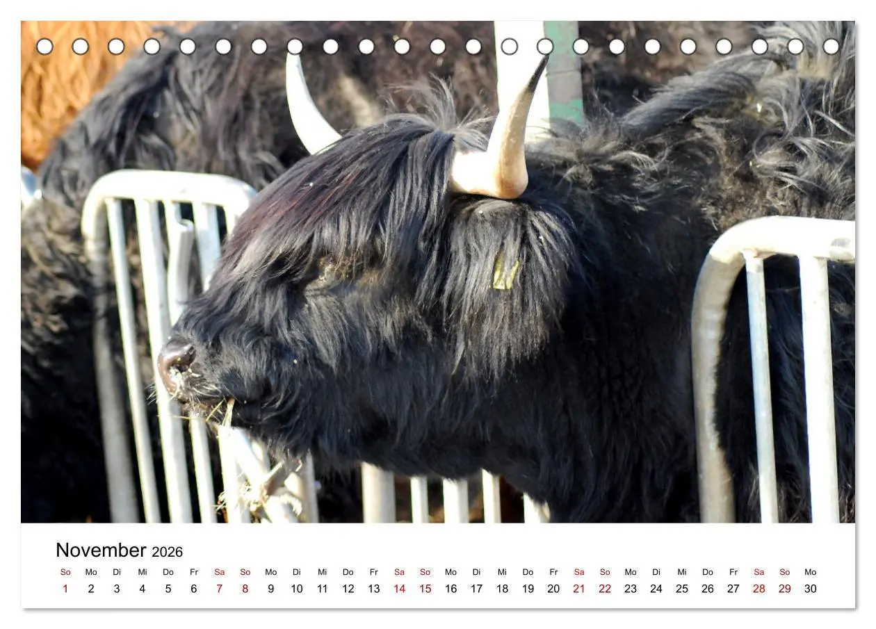 Bild: 9783457498385 | Die Schottischen Hochlandrinder und ihr Nachwuchs (Tischkalender...