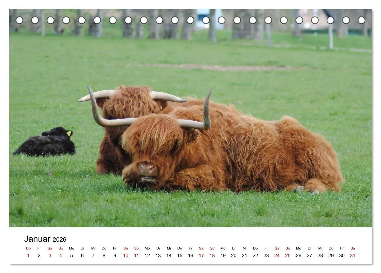 Bild: 9783457498385 | Die Schottischen Hochlandrinder und ihr Nachwuchs (Tischkalender...