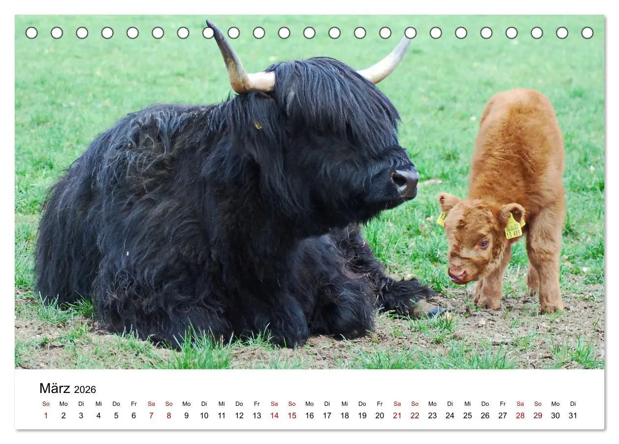 Bild: 9783457498385 | Die Schottischen Hochlandrinder und ihr Nachwuchs (Tischkalender...