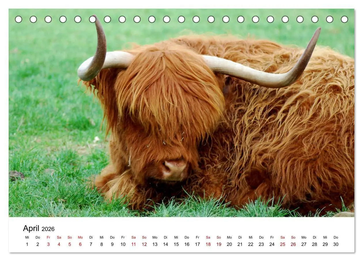 Bild: 9783457498385 | Die Schottischen Hochlandrinder und ihr Nachwuchs (Tischkalender...