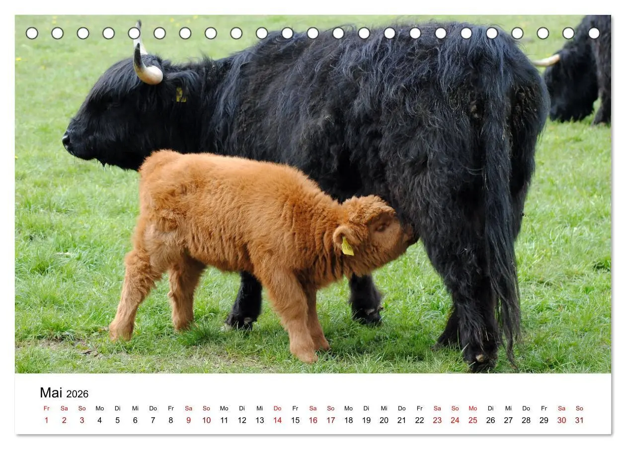 Bild: 9783457498385 | Die Schottischen Hochlandrinder und ihr Nachwuchs (Tischkalender...