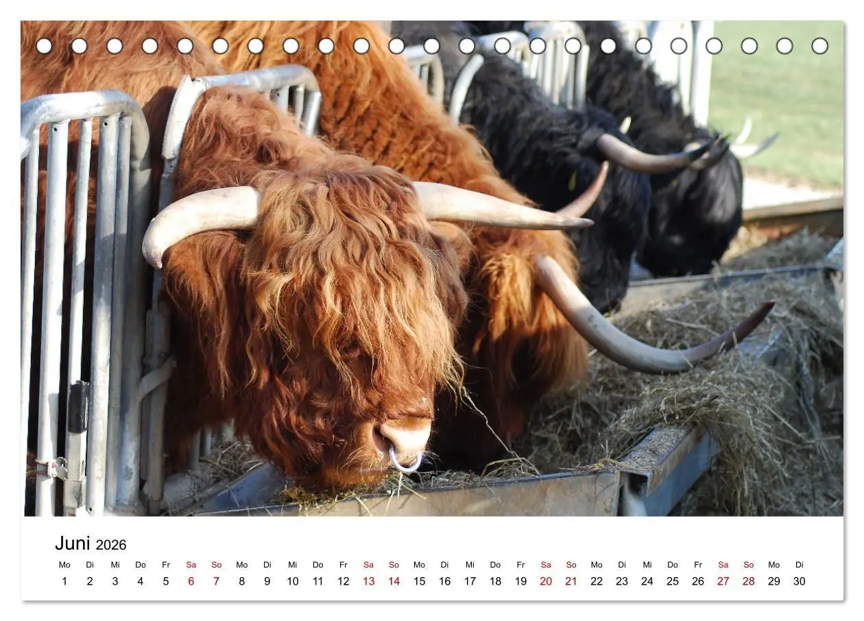 Bild: 9783457498385 | Die Schottischen Hochlandrinder und ihr Nachwuchs (Tischkalender...