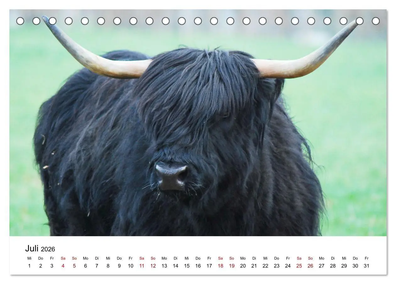 Bild: 9783457498385 | Die Schottischen Hochlandrinder und ihr Nachwuchs (Tischkalender...
